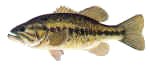 Largemouth Bass